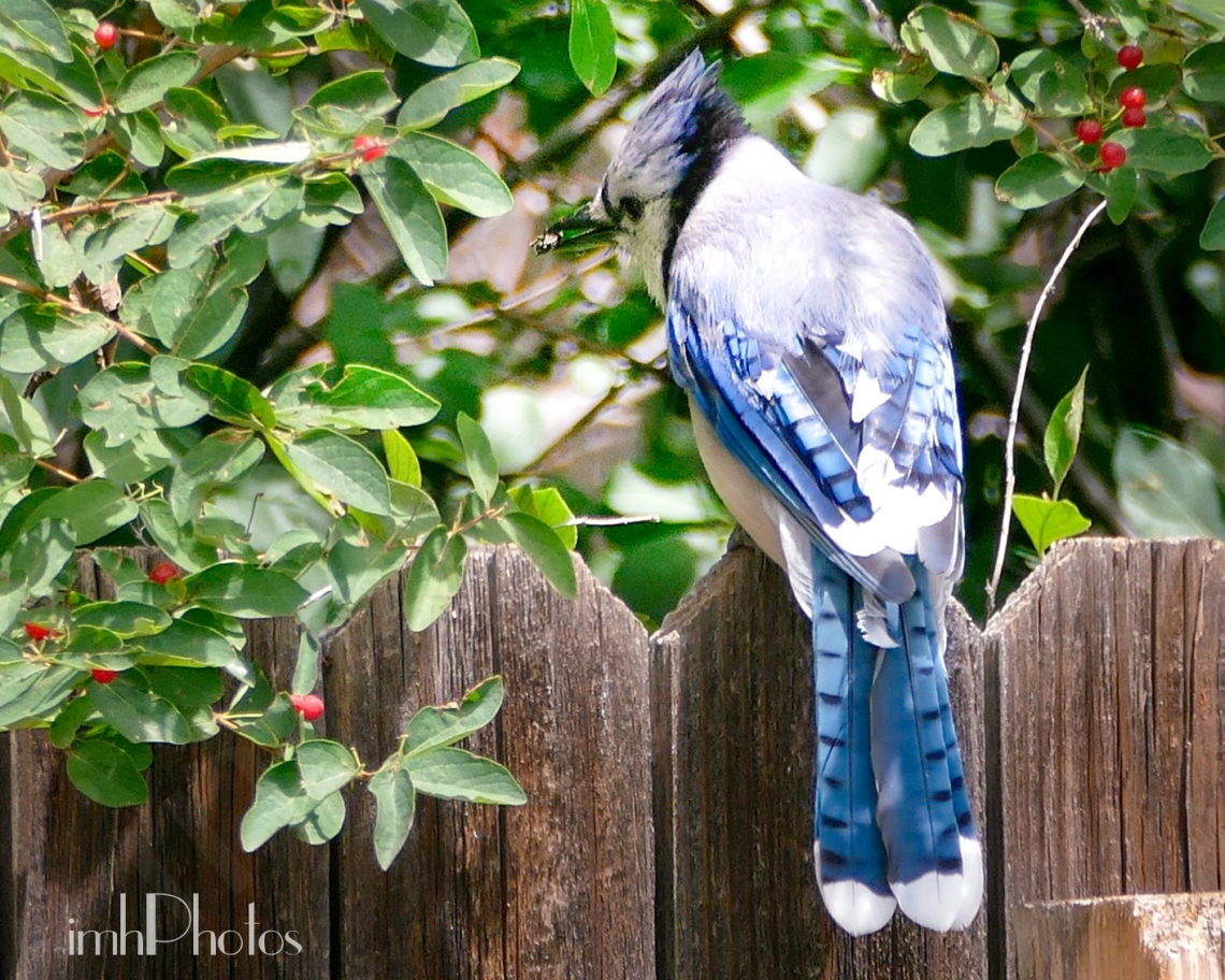 Blue Jay I  (Cyanocitta cristata) 